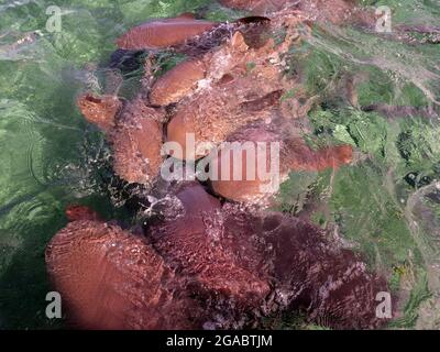 Ginglymostoma cirratum, Caye Caulker, Belize Stockfoto