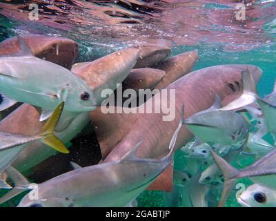 Ginglymostoma cirratum, Caye Caulker, Belize Stockfoto