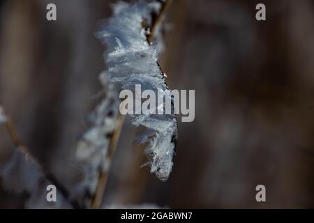 Kleiner Zweig, der im Winter mit großen Raureif-Eiskristallen bedeckt ist Stockfoto