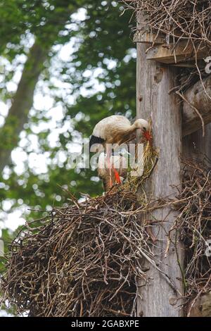 Störche und ihr Nest in Straßburg. Störche sind Symbol der Region Elsass. Stockfoto