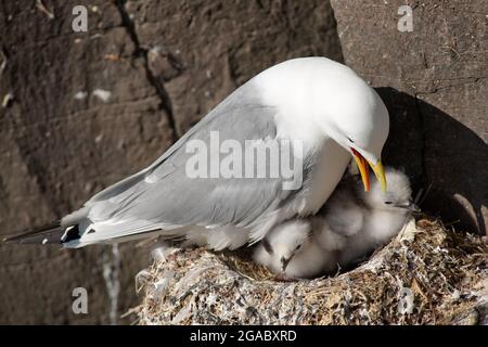 Schwarzbeinige Kittiwake (Rissa tridactyla) Erwachsene und Küken auf dem Nest, Island Stockfoto