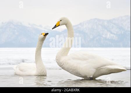 Singschwan (Cygnus cygnus), ein erwachsenes Paar, das auf dem gefrorenen See, dem Kussaro-See, Akan N.P., Hokkaido, Japan, ruft und zeigt Stockfoto