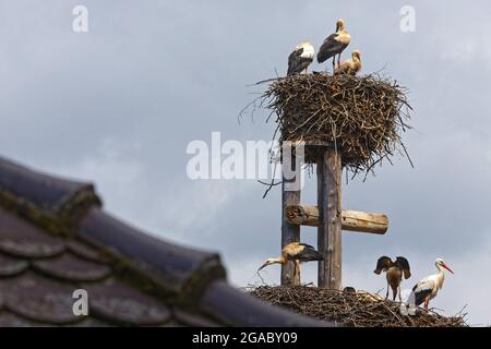 Störche und ihr Nest in Straßburg. Störche sind Symbol der Region Elsass. Stockfoto