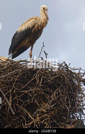 Störche und ihr Nest in Straßburg. Störche sind Symbol der Region Elsass. Stockfoto