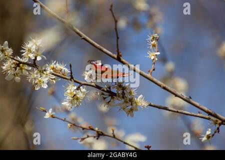 Pfauenschmetterling sitzt auf einem Ast mit weißen Schlehdornblüten, auch prunus spinosa oder schlehdorn genannt Stockfoto