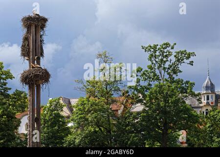 Störche und ihr Nest in Straßburg. Störche sind Symbol der Region Elsass. Stockfoto