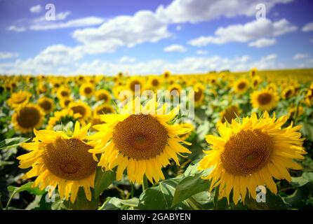 29. Juli 2021, Brandenburg, Schwedt/OT Flemsdorf: Sonnenblumen stehen nachmittags auf einem Feld, ihre Blüten wenden sich nach Osten. Während sich die Blätter und Knospen junger Sonnenblumen immer der Sonne zuwenden und dem Licht von Ost nach West folgen (Heliotropismus), tun die fruchtenden Stiele und Blüten dies nicht mehr, nachdem der Stiel verhärtet ist und immer in Richtung Sonnenaufgang zeigen. Foto: Soeren Sache/dpa-Zentralbild/ZB Stockfoto