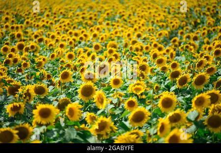 29. Juli 2021, Brandenburg, Schwedt/OT Flemsdorf: Sonnenblumen stehen nachmittags auf einem Feld, ihre Blüten wenden sich nach Osten. Während sich die Blätter und Knospen junger Sonnenblumen immer der Sonne zuwenden und dem Licht von Ost nach West folgen (Heliotropismus), tun die fruchtenden Stiele und Blüten dies nicht mehr, nachdem der Stiel verhärtet ist und immer in Richtung Sonnenaufgang zeigen. Foto: Soeren Sache/dpa-Zentralbild/ZB Stockfoto