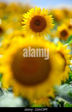 29. Juli 2021, Brandenburg, Schwedt/OT Flemsdorf: Sonnenblumen stehen nachmittags auf einem Feld, ihre Blüten wenden sich nach Osten. Während sich die Blätter und Knospen junger Sonnenblumen immer der Sonne zuwenden und dem Licht von Ost nach West folgen (Heliotropismus), tun die fruchtenden Stiele und Blüten dies nicht mehr, nachdem der Stiel verhärtet ist und immer in Richtung Sonnenaufgang zeigen. Foto: Soeren Sache/dpa-Zentralbild/ZB Stockfoto