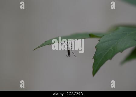 Isolierte Mücke, die Saft auf dem grünen Blatt saugt, männliche Mücke unter den Blättern Stockfoto