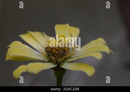 Nahaufnahme einer Zinnien-Blüte mit aktivem Pollen mit Stigma und Anther Stockfoto