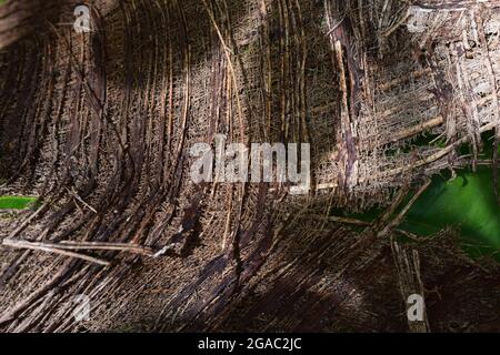 Kokosrindenschale, Nahaufnahme von getrockneten und gereiften Palmenrindenschalen, Rindenschale einer Palme, natürlicher Brennstoff eines Kokosnussbaums Stockfoto
