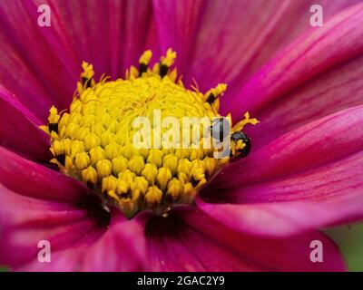 Eine Nahaufnahme des Zentrums einer Cosmos-Blume, die Pollenkäfer zeigt, die sich an den Anthern ernähren Stockfoto