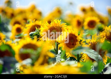 29. Juli 2021, Brandenburg, Schwedt/OT Flemsdorf: Sonnenblumen stehen nachmittags auf einem Feld, ihre Blüten wenden sich nach Osten. Während sich die Blätter und Knospen junger Sonnenblumen immer der Sonne zuwenden und dem Licht von Ost nach West folgen (Heliotropismus), tun die fruchtenden Stiele und Blüten dies nicht mehr, nachdem der Stiel verhärtet ist und immer in Richtung Sonnenaufgang zeigen. Foto: Soeren Sache/dpa-Zentralbild/ZB Stockfoto