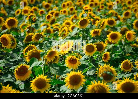 29. Juli 2021, Brandenburg, Schwedt/OT Flemsdorf: Sonnenblumen stehen nachmittags auf einem Feld, ihre Blüten wenden sich nach Osten. Während sich die Blätter und Knospen junger Sonnenblumen immer der Sonne zuwenden und dem Licht von Ost nach West folgen (Heliotropismus), tun die fruchtenden Stiele und Blüten dies nicht mehr, nachdem der Stiel verhärtet ist und immer in Richtung Sonnenaufgang zeigen. Foto: Soeren Sache/dpa-Zentralbild/ZB Stockfoto