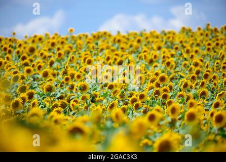 29. Juli 2021, Brandenburg, Schwedt/OT Flemsdorf: Sonnenblumen stehen nachmittags auf einem Feld, ihre Blüten wenden sich nach Osten. Während sich die Blätter und Knospen junger Sonnenblumen immer der Sonne zuwenden und dem Licht von Ost nach West folgen (Heliotropismus), tun die fruchtenden Stiele und Blüten dies nicht mehr, nachdem der Stiel verhärtet ist und immer in Richtung Sonnenaufgang zeigen. Foto: Soeren Sache/dpa-Zentralbild/ZB Stockfoto