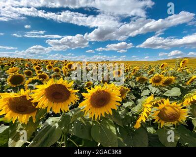 29. Juli 2021, Brandenburg, Schwedt/OT Flemsdorf: Sonnenblumen stehen nachmittags auf einem Feld, ihre Blüten wenden sich nach Osten. Während sich die Blätter und Knospen junger Sonnenblumen immer der Sonne zuwenden und dem Licht von Ost nach West folgen (Heliotropismus), tun die fruchtenden Stiele und Blüten dies nicht mehr, nachdem der Stiel verhärtet ist und immer in Richtung Sonnenaufgang zeigen. Foto: Soeren Sache/dpa-Zentralbild/ZB Stockfoto