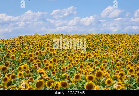 29. Juli 2021, Brandenburg, Schwedt/OT Flemsdorf: Sonnenblumen stehen nachmittags auf einem Feld, ihre Blüten wenden sich nach Osten. Während sich die Blätter und Knospen junger Sonnenblumen immer der Sonne zuwenden und dem Licht von Ost nach West folgen (Heliotropismus), tun die fruchtenden Stiele und Blüten dies nicht mehr, nachdem der Stiel verhärtet ist und immer in Richtung Sonnenaufgang zeigen. Foto: Soeren Sache/dpa-Zentralbild/ZB Stockfoto