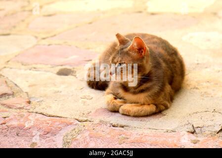 Eine schöne braune Kurzhaarkatze liegt auf antiken Fliesen in der Altstadt von Kotor, Montenegro. Eine niedliche schöne gestromte Katze ruht. Inland Stockfoto