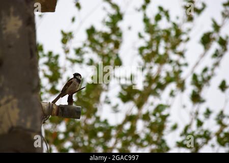 Wildtiere Tier Sperling Vogel auf einem Baum Zweig, im Freien blauen Himmel Hintergrund Tapete thront Stockfoto