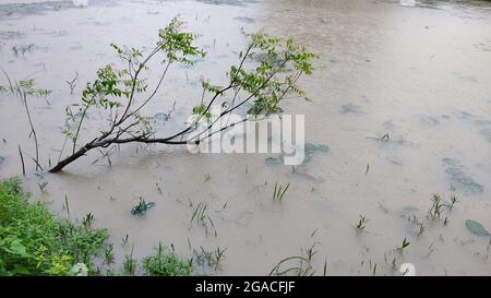 Habichak, East Midnapure; der Reisanbau in der Regenzeit wird durch starke Regenfälle im südlichen Teil von Ostbengalen stark beeinflusst. Die meisten der Sämlingvorbereitung sind aufgrund der Wassersperre im Feld unter Wasser. In dieser Monsunsaison wird der „Aman“-Sämling vorbereitet. In diesem Bezirk wurden in den letzten 24 Stunden rund 11,2 mm Regen verzeichnet, der bis Freitag andauern wird. Abgesehen davon wurden mehrere Straßen in diesem Dorf durch Regenwasser blockiert und fast alle Teiche und Gewässer sind überfüllt. Am Morgen bei starkem Regen sind einige Dorfbewohner damit beschäftigt, Fische der zu schützen Stockfoto