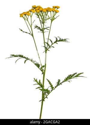 Seitenansicht von Tansy aka Tanacetum vulgare. Gelbe Knöpfe auf grünem Stiel. Isoliert auf weißem Hintergrund. Stockfoto