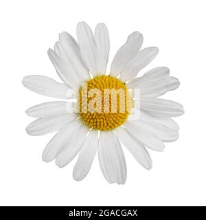 Draufsicht auf Oxeye Daisy aka Leucanthemum vulgare. Einzelne Blume auf dem Stamm. Isoliert auf weißem Hintergrund. Stockfoto