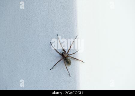 Die Spinne sitzt auf der dunklen Seite der Wand und wartet auf ihre Beute. Stockfoto