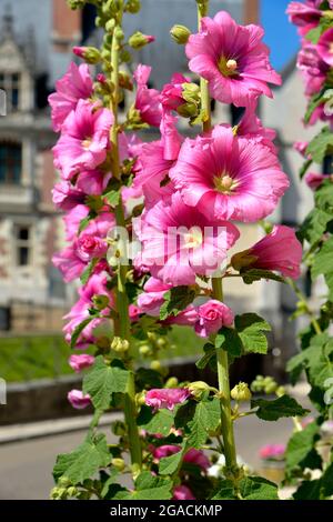 Closeup rosa Hollyhocks (Alcea rosea) Blüten Stockfoto