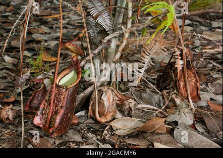 Gesprenkelte tiefere Krüge von Nepenthes rafflesiana, einer fleischfressenden Kannenpflanze, Sarawak, Borneo Stockfoto