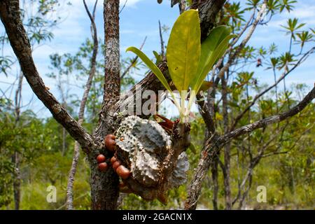 Ameisenpflanze (Myrmecodia tuberosa) wächst auf einem Regenwaldbaum im Bako-Nationalpark, Sarawak, Borneo Stockfoto