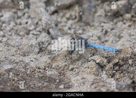 Männliche Kielskimmer (Orthetrum coerulescens) Libelle Stockfoto