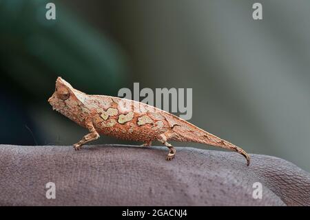 Chamäleon mit braunem Blatt (Brookesia superciliaris) auf menschlicher Hand, um kleine Größen hervorzuheben Stockfoto