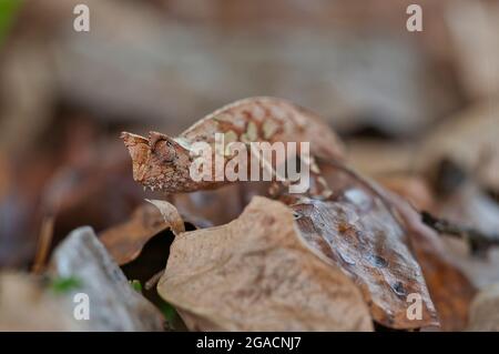 Braunblattchamäleon (Brookesia superciliaris) im Blattstreu, dem natürlichen Lebensraum Stockfoto