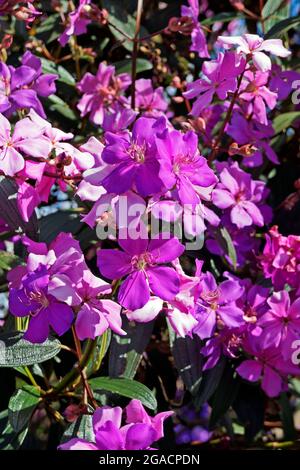 Lila Prinzessin Blume (Tibouchina granulosa), Diamantina, Brasilien Stockfoto