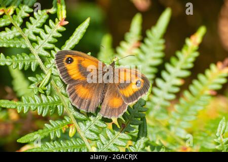 Torwartschmetterling (Heckenbraun, Pyronia tithonus), der sich im Sommer oder Juli mit offenen Flügeln auf Bracken sonnt Stockfoto