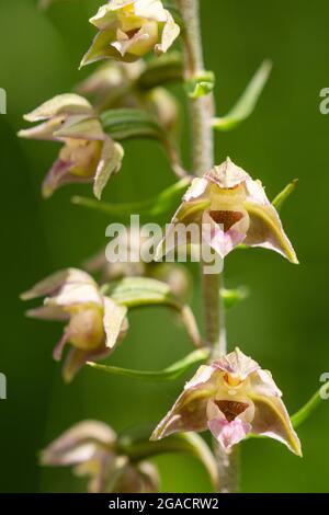 Breitblättrige Helleborine-Orchidee (Epipactis Helleborine), eine Wildblume, die auf einer Waldfahrt wächst und im Juli oder Sommer in Großbritannien blüht Stockfoto