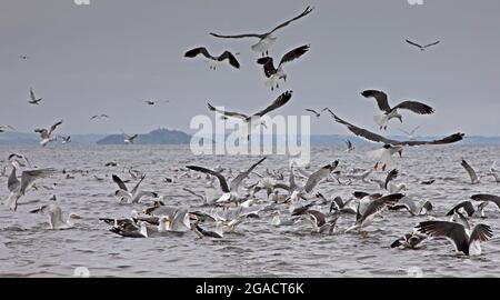 Portobello, Edinburgh, Schottland, UK Wetter. Juli 2021. Bewölkt und milde 17 Grad am Meer. Im Bild: Fressrausch einer Vielzahl von Möwenseevögeln im Firth of Forth. Quelle: Arch White/Aamy Live News. Stockfoto