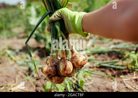 Gärtner ernten Zwiebeln im Sommergarten mit einem Haufen gepflückten Gemüses. Ökologischer Landbau Stockfoto