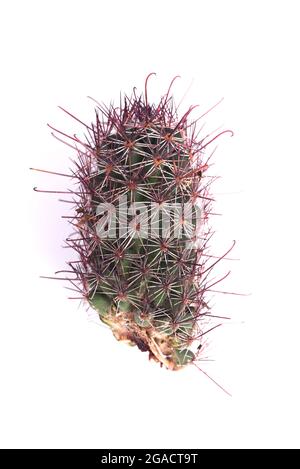 mammillaria beneckei nach dem Schneiden der Hälfte für einen Kaktus vor Verrottung Problem zu retten. Kaktusfäule ist eine der Hauptursachen für den Tod von Kakteen durch Pilze und b Stockfoto