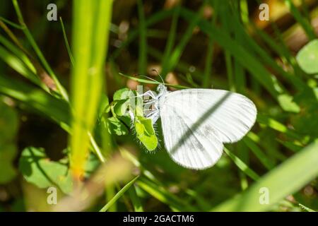 Weibliche Holzschmetterling (Leptidea sinapis), eierlegend, auf größeren Vögeln Fuß Trefoil in Oaken Wood, Surrey, England, Großbritannien, im Juli Stockfoto