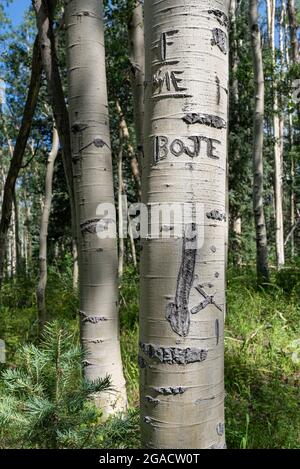 Ein Espenbaum mit Graffiti, die in seinen Stamm gehauen wurden, aufgrund eines Pfades in einem abgelegenen Teil der Rocky Mountains in Colorado. Stockfoto
