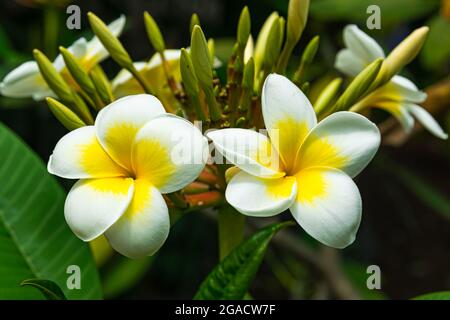 Plumeria rubra blüht, mit grünen Blättern Hintergrund Stockfoto