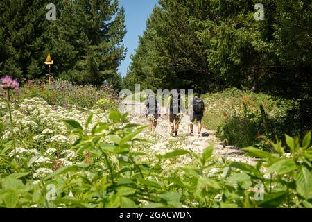 Wandern in Bulgarien. Wanderer auf dem Wanderweg im Vitosha Nationalpark, Sofia, Bulgarien Stockfoto