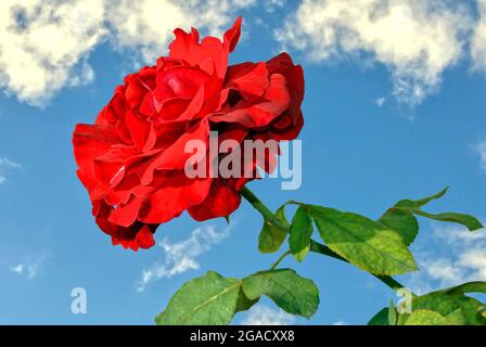 Rosa Don Juan mit einem blauen Himmel Hintergrund Stockfoto