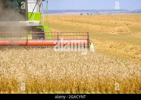 Die Rolle eines landwirtschaftlichen Mähdreschers schneidet Weizengetreide im Staub. Erntezeit. Heißer sonniger Sommertag. Stockfoto