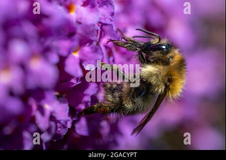 Nahaufnahme einer Hummel (Bombus) auf Buddleia blüht im Sonnenschein. Stockfoto