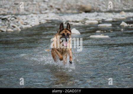 Schöne Schäferhund von schwarzer und roter Farbe läuft entlang Fluss mit glücklicher Schnauze und Spritzer fliegen in verschiedene Richtungen von unter Pfoten. Gehen Stockfoto