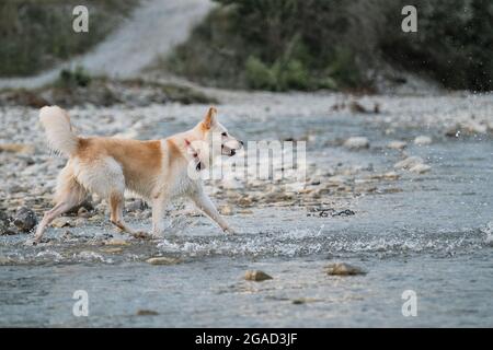 Halbrasse von sibirischen Husky und weißen Schweizer Schäferhund. Verbringen Sie Zeit mit dem Hund am Wasser. Weiße, flauschige Großmegrel spaziert am Fluss entlang und sprüht Fliegen Stockfoto