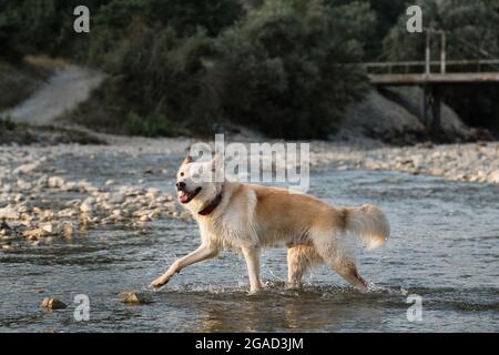 Halbrasse von sibirischen Husky und weißen Schweizer Schäferhund. Verbringen Sie Zeit mit dem Hund am Wasser. Weiße, flauschige Großmegrel spaziert am Fluss entlang und sprüht Fliegen Stockfoto